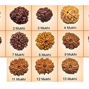 Rudraksha